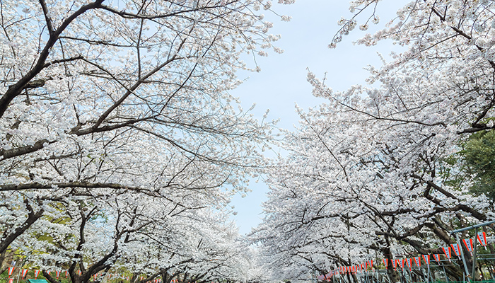 上野・浅草・墨田・江東・江戸川のイメージ
